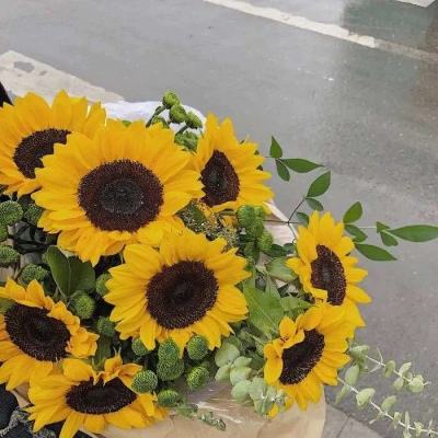 半岛·综合下载手机版